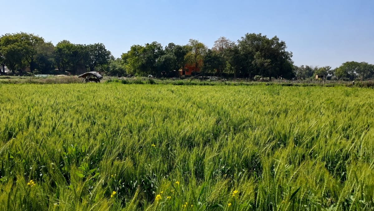 Walk Through the Fields